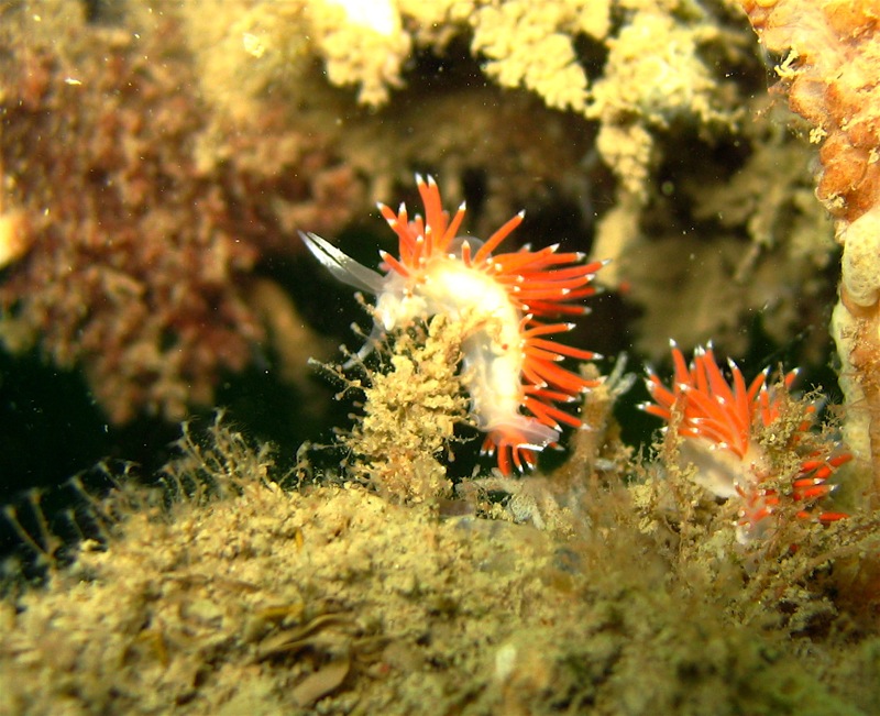 Flabellina gracilis